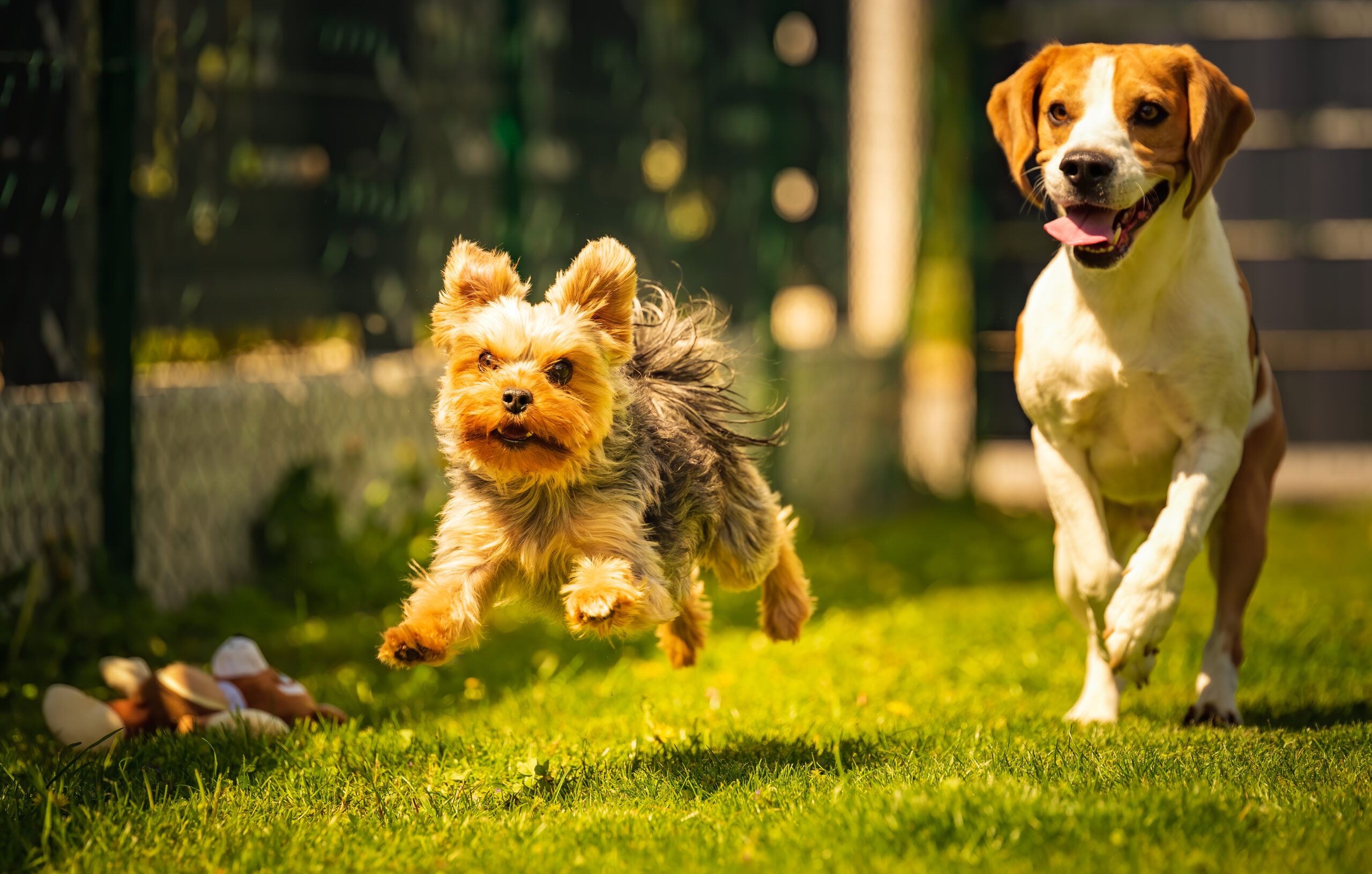 Cute Yorkshire Terrier dog and beagle dog chese each other in backyard. Running and jumping with toy towards camera.